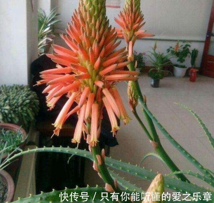 4种花，是懒人首选，花期长易爆盆，好养还能开出漂亮花