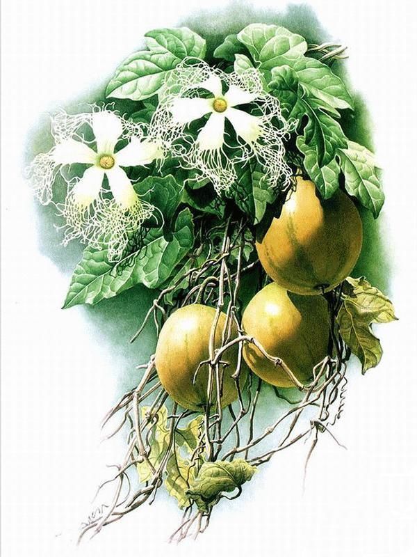 植物画#中国植物画第一人,让世界看到中国植物之美!