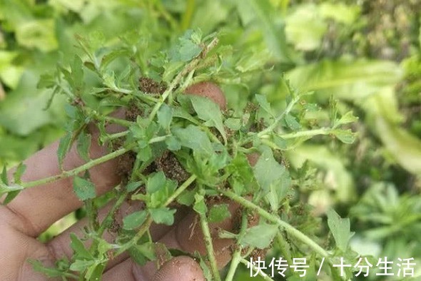抗细胞|鼻炎,不要命,但绝不是小病,1个不值钱的野草,5分钟搞定鼻炎