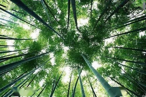 流出|挖冬笋的季节，祁门祖传《挖笋秘籍》流出……