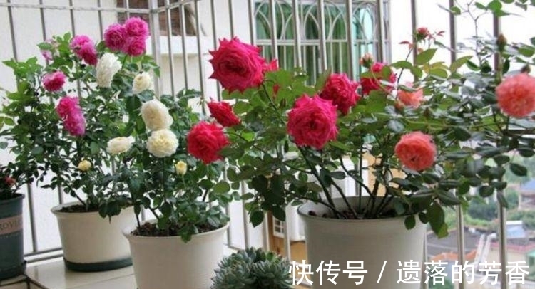百合百合花|4种花很耐养，沾土就能活，开花就爆盆，不易生病好养护