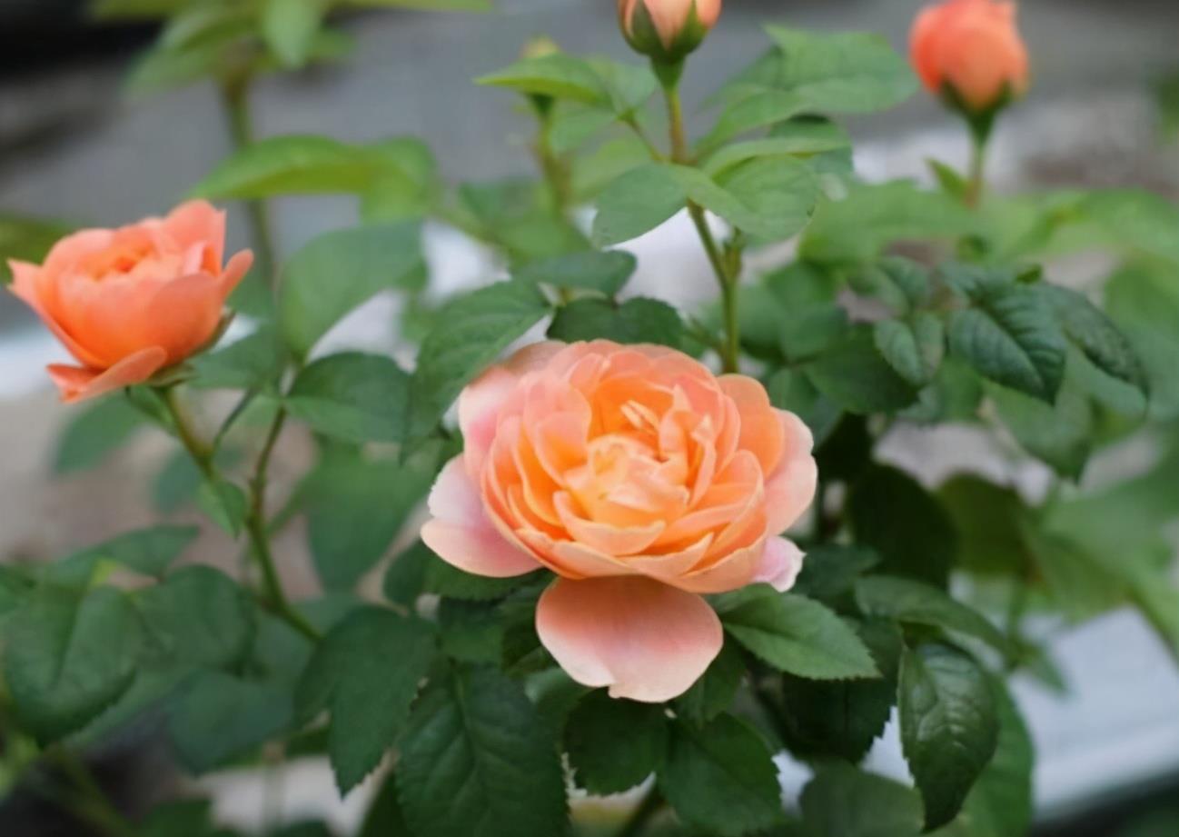 品种|阳台养一盆“果汁阳台”吧,月季中的精品品种,一年绽放300天