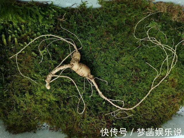 花旗參|西洋參吃了大半輩子，它的內幕：軟枝與硬枝哪個好？沒幾個知道