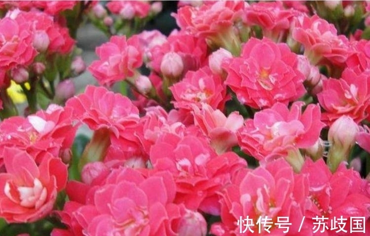 长寿花|阳台养花就选4种,一开就是大半年,漂亮又好养,四季花开不断