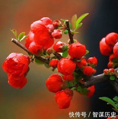 建议大家不管院子多大,种上5种花卉,香飘满园,全村最有面