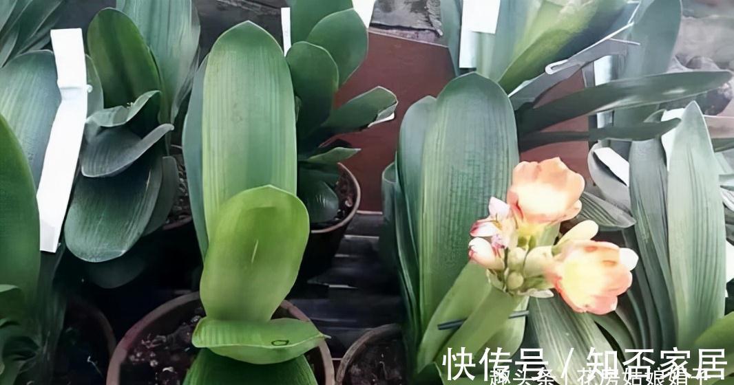 君子兰开花有诀窍,牢记多晒太阳,少浇水勤施肥,注意温差这几样