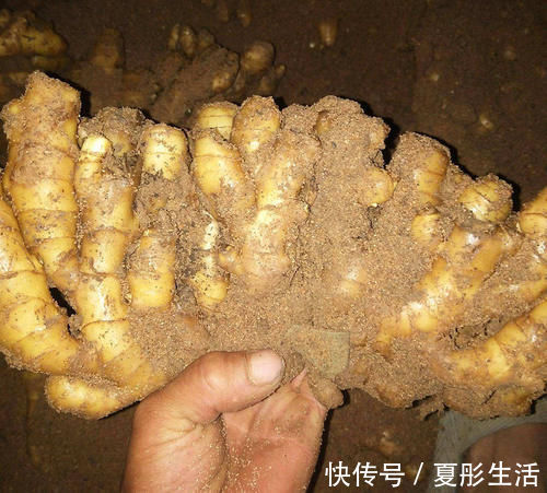 生姜放进锅里蒸一蒸，原来好处这么多，高手在民间，长见识了