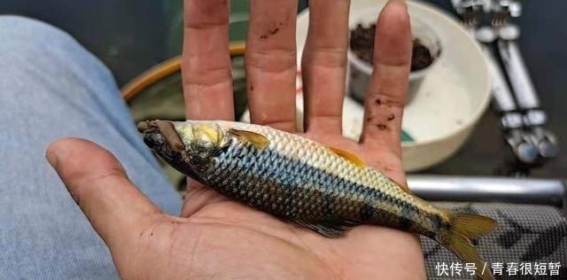 溪石斑，鱼体虽小价格昂贵，很多钓鱼人根本不懂如何垂钓！