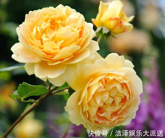 花朵|1种“黄金花”，开花金灿灿，花香胜茉莉，比玫瑰更娇艳，开三季