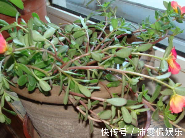 食物|百岁老人从来不吃以下4种食物,会影响身体健康,早点知