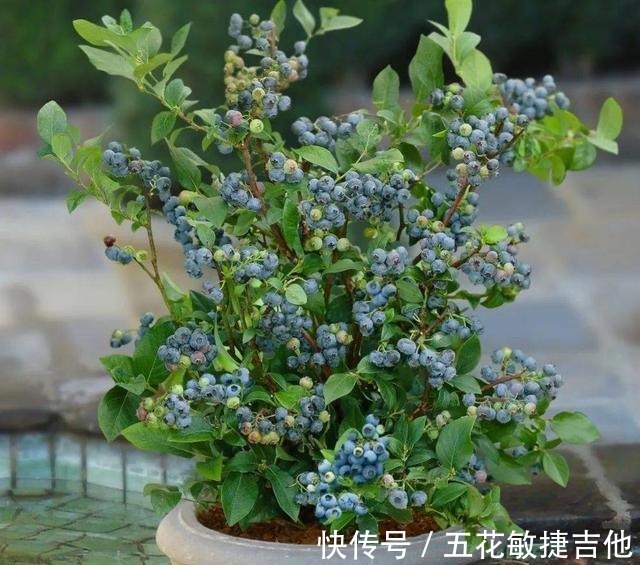 养1盆“耐寒”果树，枝头结满“蓝果子”，年年都能摘鲜甜水果！