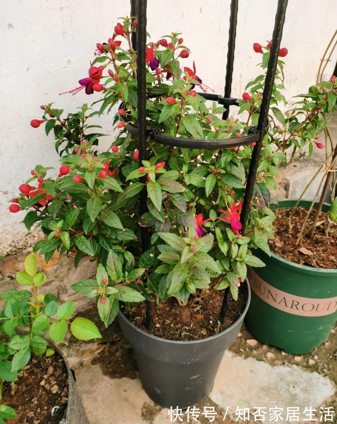 花苞|天热了,20种花最怕浇水,浇得越多,死得越快!