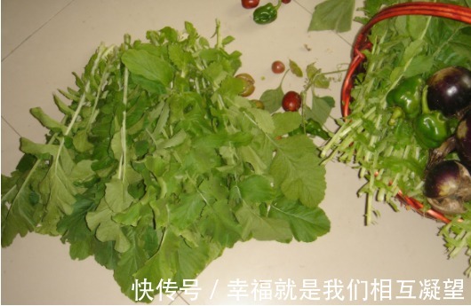 防癌|在农村都没人吃,地里一抓一大把,常吃能防癌、防近视