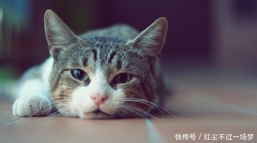 9个冷知识:你以为鲁迅是个呆板的人?其实他是个潮男