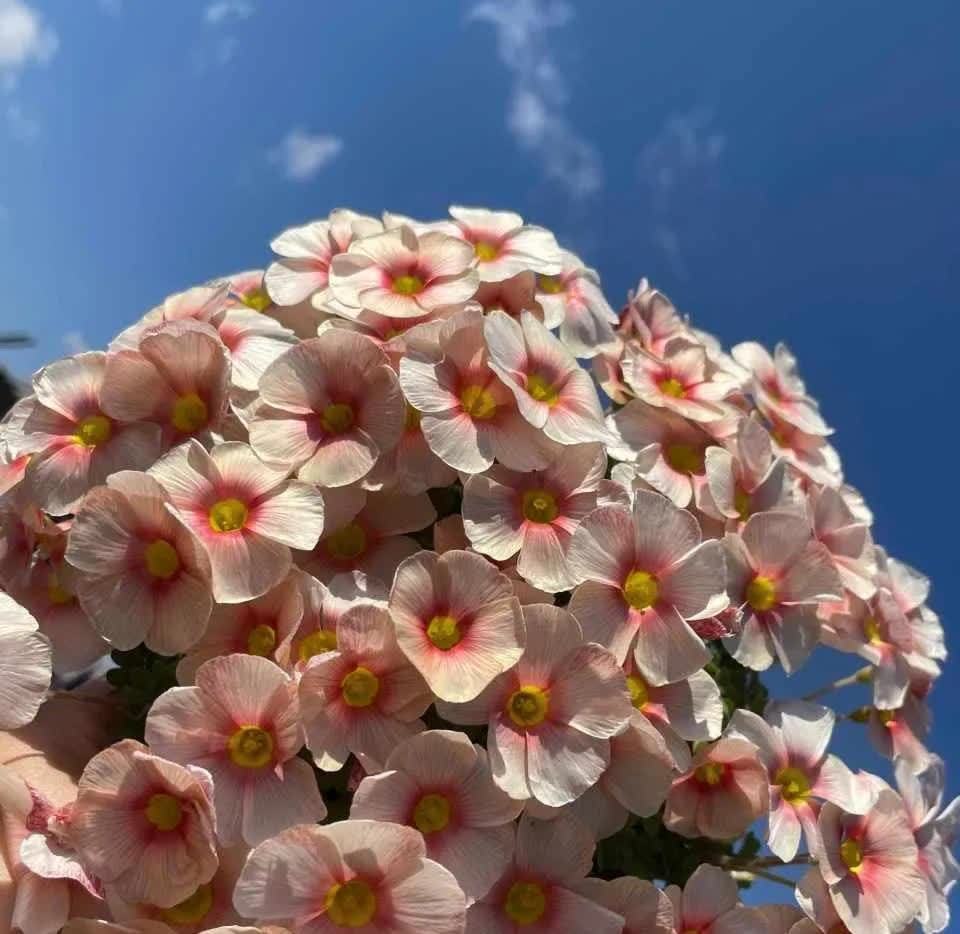 波斯菊|养3种简单的花，便宜好看，一开一大片，家里变得越来越美