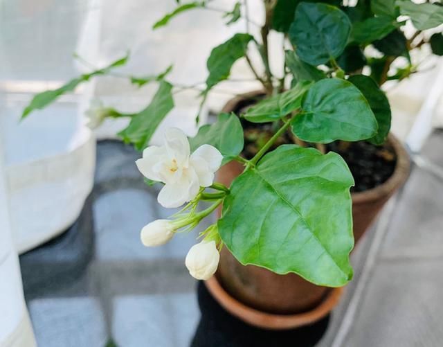 夏天养这花,每月要喂几滴食醋,叶子油绿、开花超多