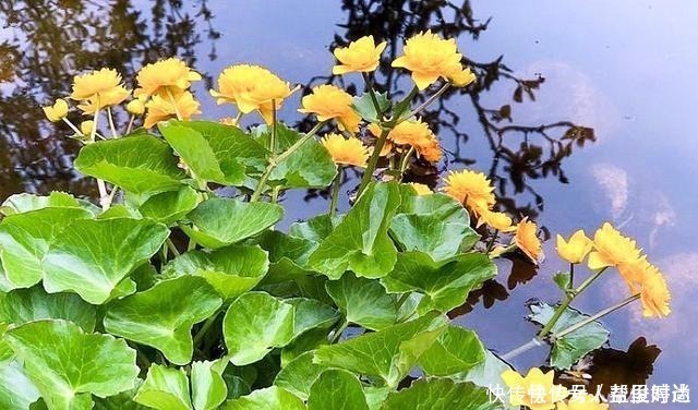 野菜|长在溪边无人识,叶子却极珍贵,俗称“驴蹄菜”,别忽视