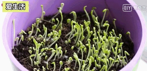 在垃圾桶里装满泥土,摆在阳台上有妙用,一年能帮你省下不少钱