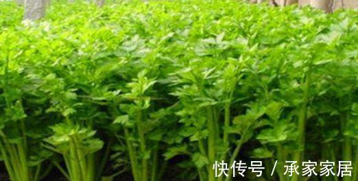 食物|中年人可以多吃四种食物,美容养颜、滋润肌肤,好处多多!