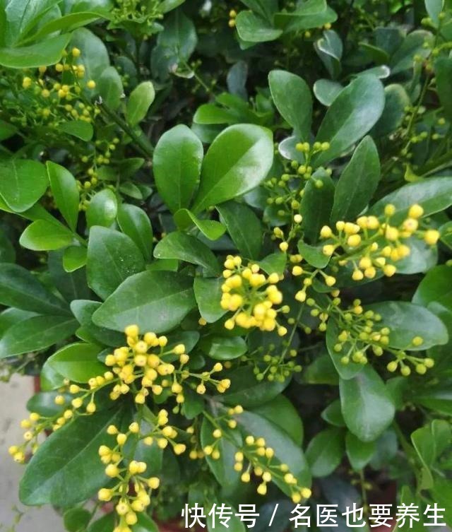 花香堪比香水,邻居大妈都追着问,眼馋极了!