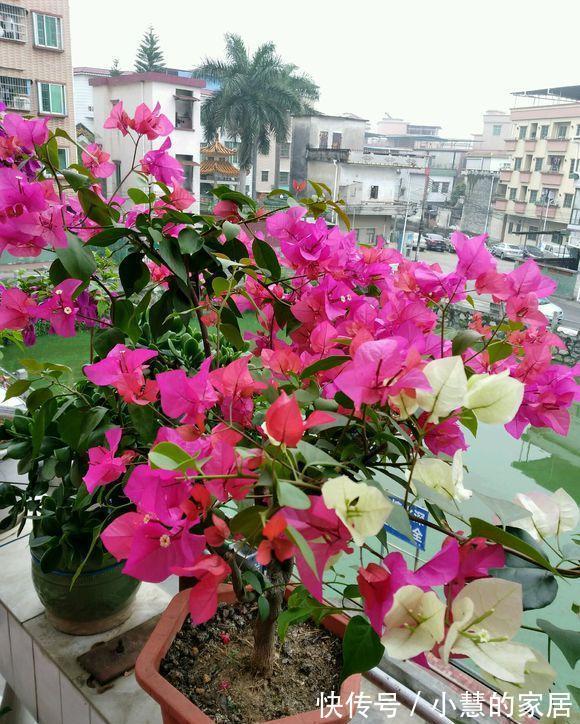 贝拉|家里有院子，建议养这5种花，高级的私家花园至少养一种