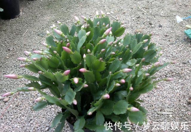 肥料|蟹爪兰开败了，“肥料”一定要给足，叶子厚实有力，下次开花变多