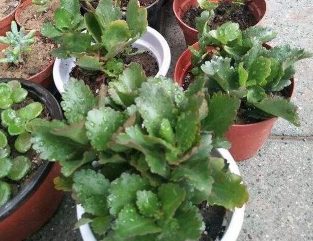 秋养长寿花、蟹爪兰,3方面打好基础,9、10月就能嗖嗖开花