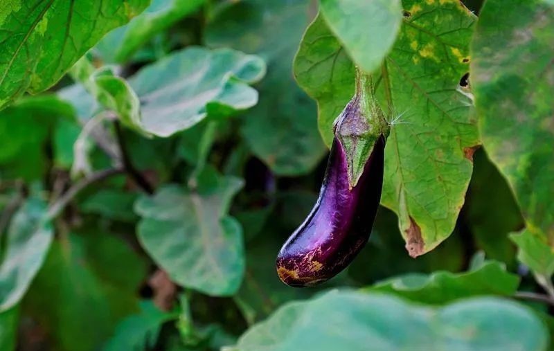 花园|在家种个菜都这么美,还要什么花园?