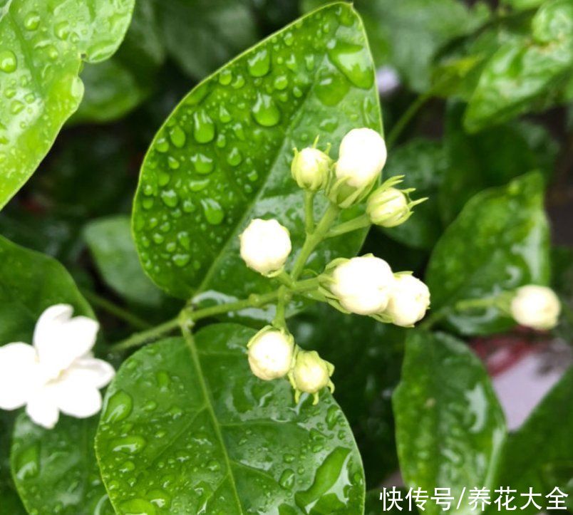 要点|六月份养茉莉花,记住6要点,花开爆盆