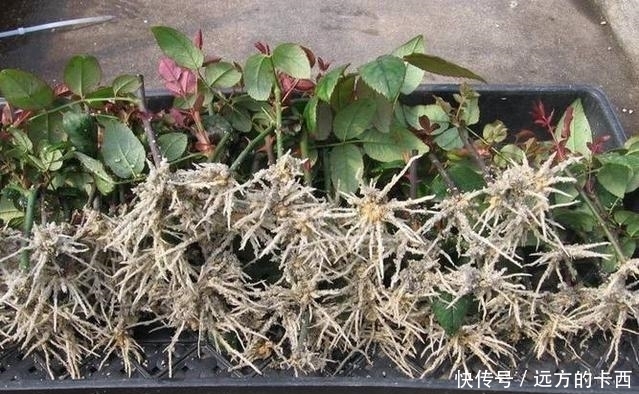 生根水根本不用花钱买,教你6招自制生根剂,比生根水管用百倍