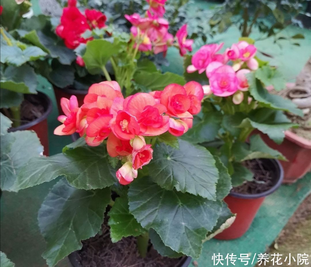 天气热了,这5种怕晒的花,要提前把它搬到阴凉处