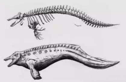 普伦蒂湾海滩发现的"海怪",通过其头骨可以看出是一头严重腐烂的虎鲸