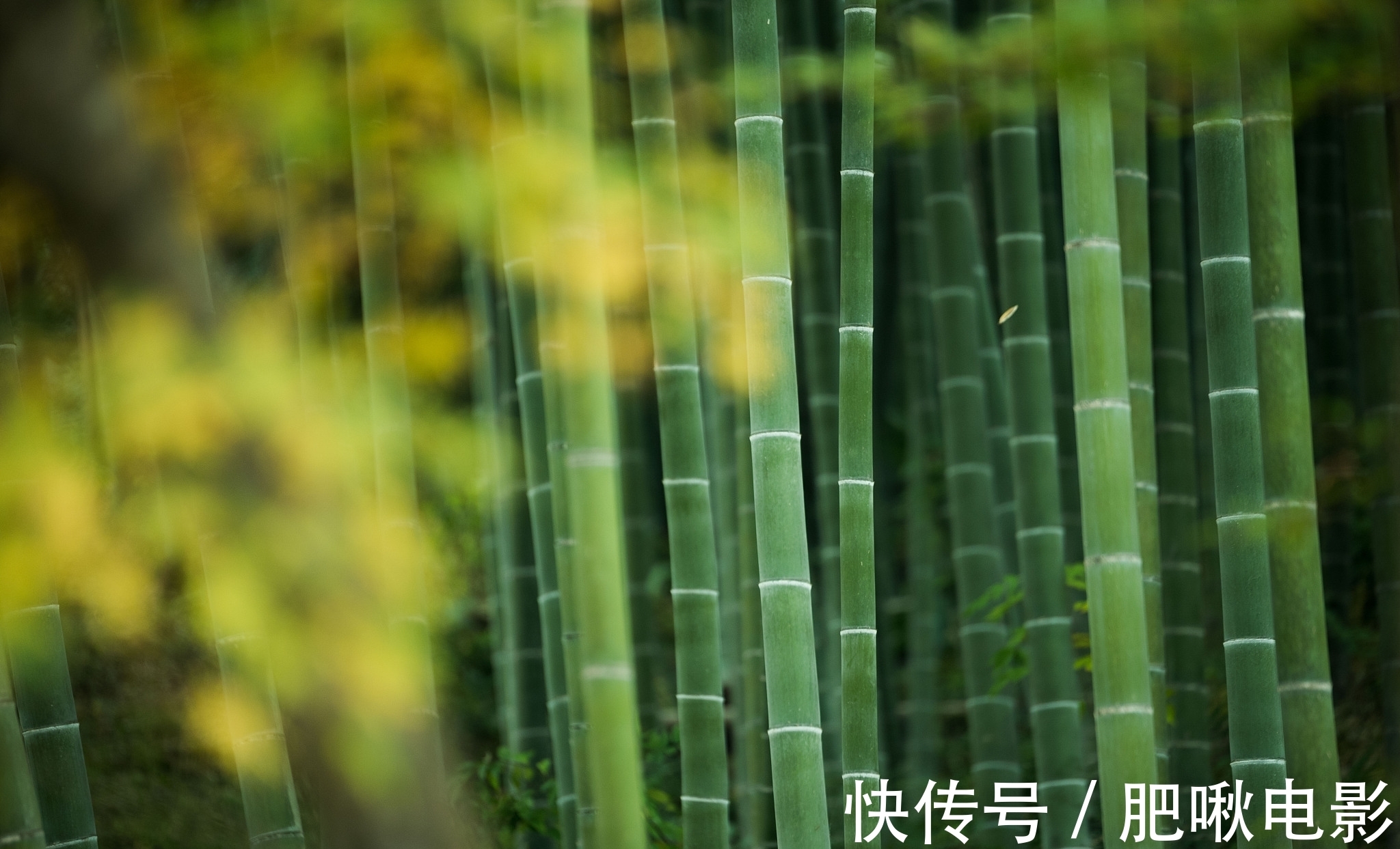 浪淘沙！十种与绝句格式相同的词牌，有的不拘平仄，何妨一试