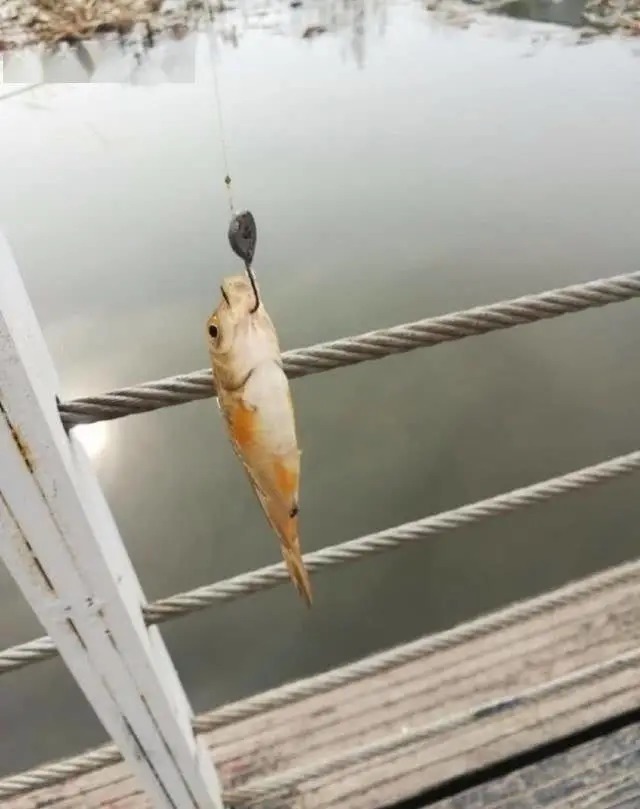 浮漂|传统钓很落后?这种钓法连饵料都不用,可它专攻水底大鲫大鲤