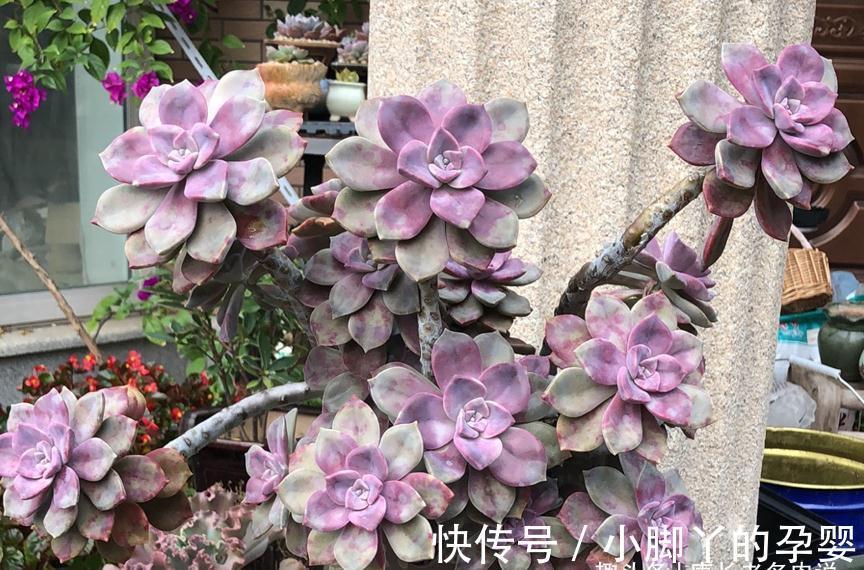 血斑紫乐?糖心紫乐?可别交智商税了!其实多肉紫乐就只有一种