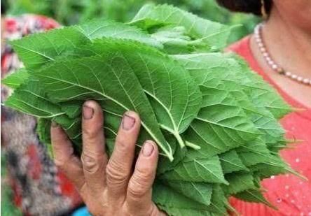 此叶摘几片用来煮鸡蛋汤，营养美味更好喝，还可保护视力降血压