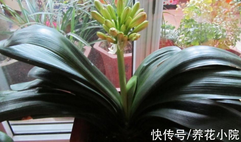 鲜艳|君子兰到了冬天,给它做好4件事,春天开花又大又鲜艳