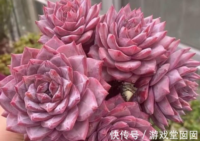 新手养多肉粉蓝鸟,牢记3个要点,不摊大饼穿裙子,叶片紧凑红润