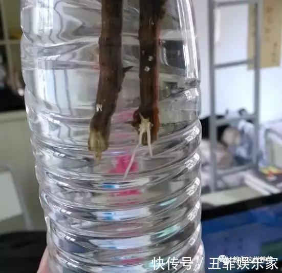 三角梅修剪枝条别扔，学2招插土里，来年花开满枝头！