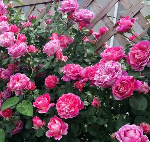 分枝|月季寿命有多少年养的时间越久长的越差，开花又少又小怎么办