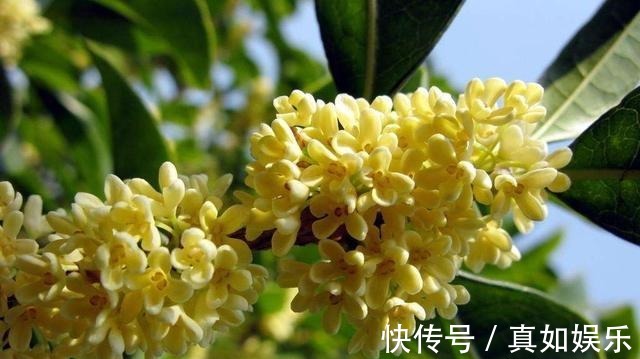 养桂花其实挺简单,做好这些“事”,叶不黑,根系壮,开花处处香