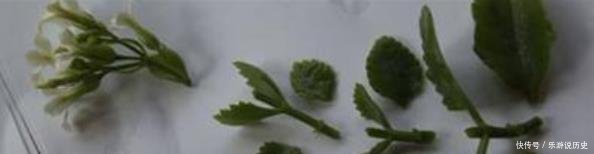 种花|这3种花,再“便宜”都不要买了,只要一根“枝”,1盆变10盆