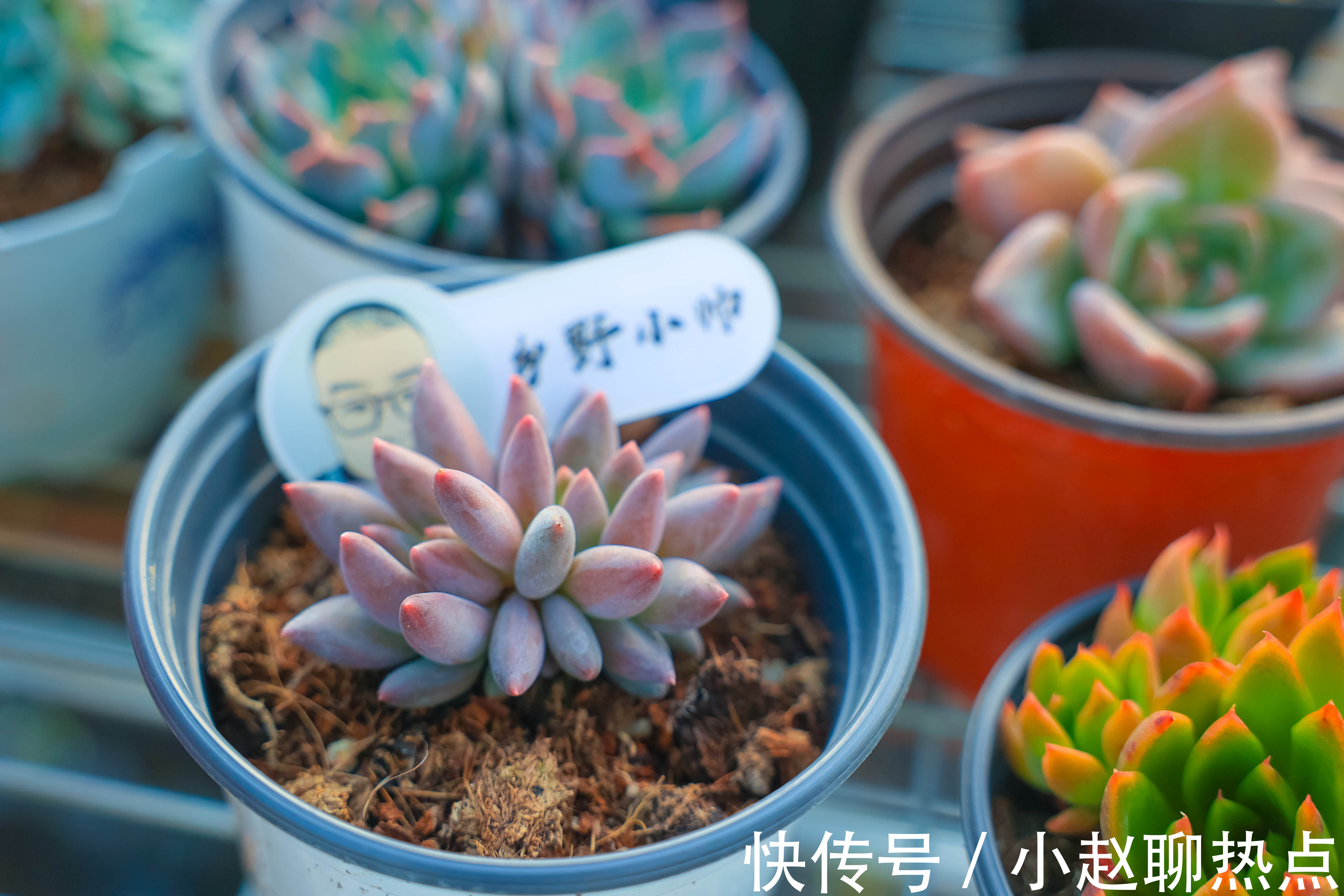 优缺点|全颗粒养多肉好不好不同的颗粒配比有什么优缺点小帅为你解答