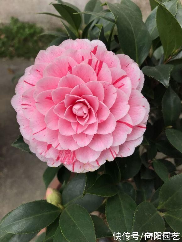 路边的茶花开得很美，千万别买，买回家就凋谢，你是养不好的