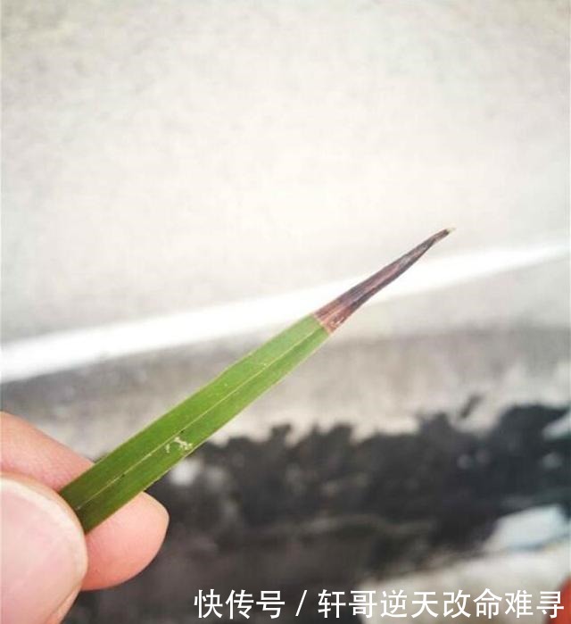 兰花叶片焦尖,剪了还往下焦,5个方面下手来解决!