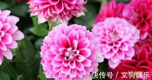 透水性|大丽花怎么养从选盆开始教你“5步走”,轻松开爆盆