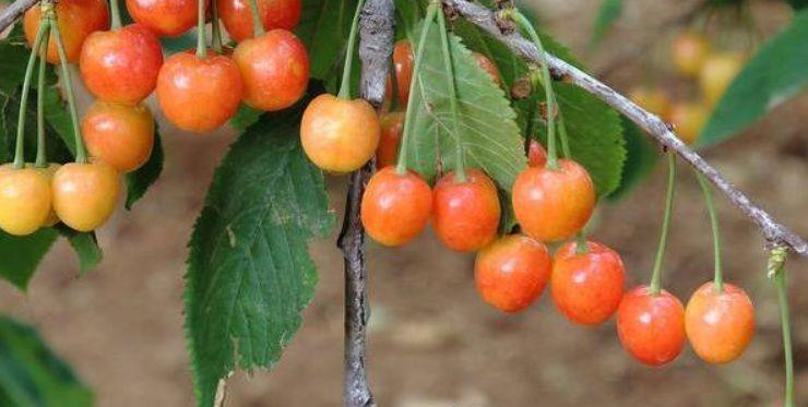  不妨|人到中年想长寿，不妨多吃3种食物，营养丰富，增强体质！