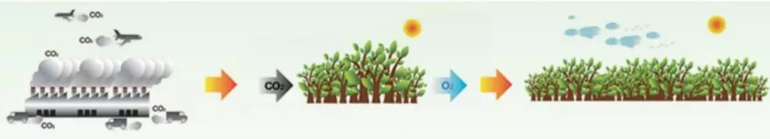 开园|今日开园!占地超60万平米!惠及20万居民!朝阳又添一座巨型生态公园!