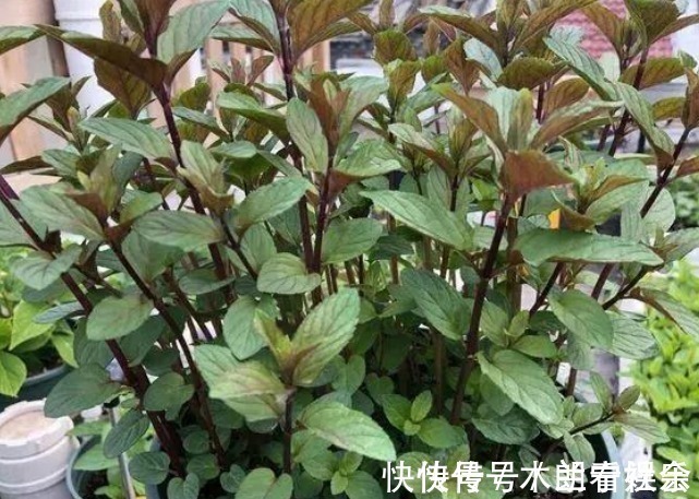 通通风|吸臭强性强的4种花,有洁癖一定要养,效果不仅明显还省事!