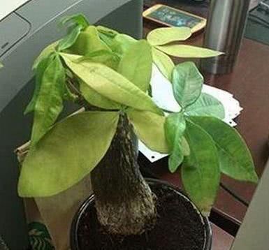 给发财树浇水加点“料”，不烂根，不黄叶，新芽“噌噌”长